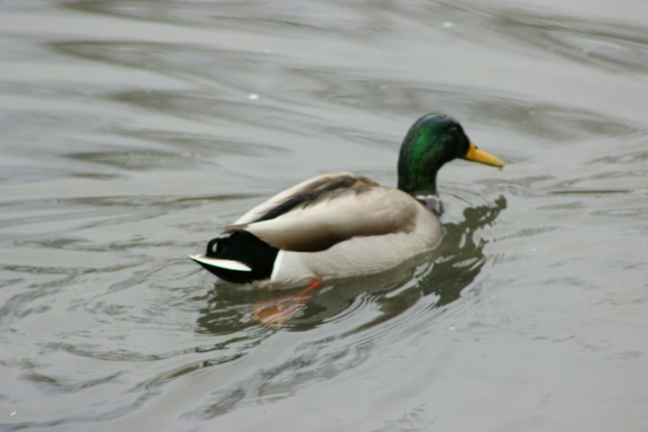 out for a swim
