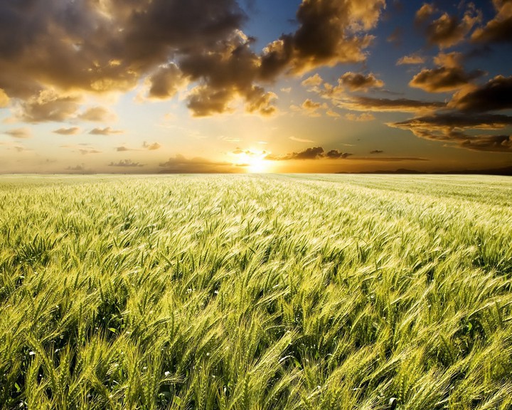 Wheat