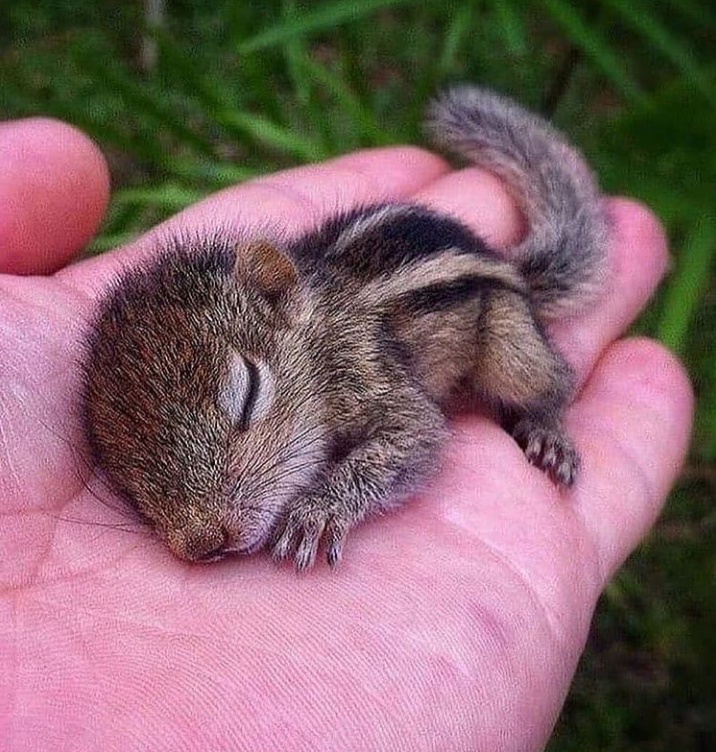 baby squreal