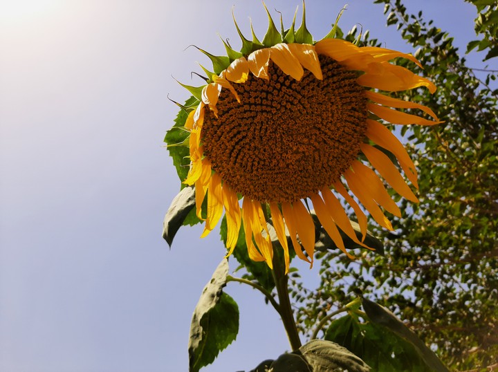 sunflower??