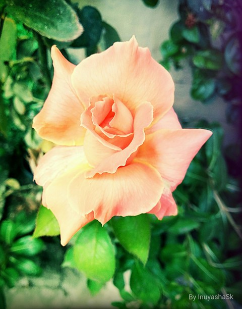 rose