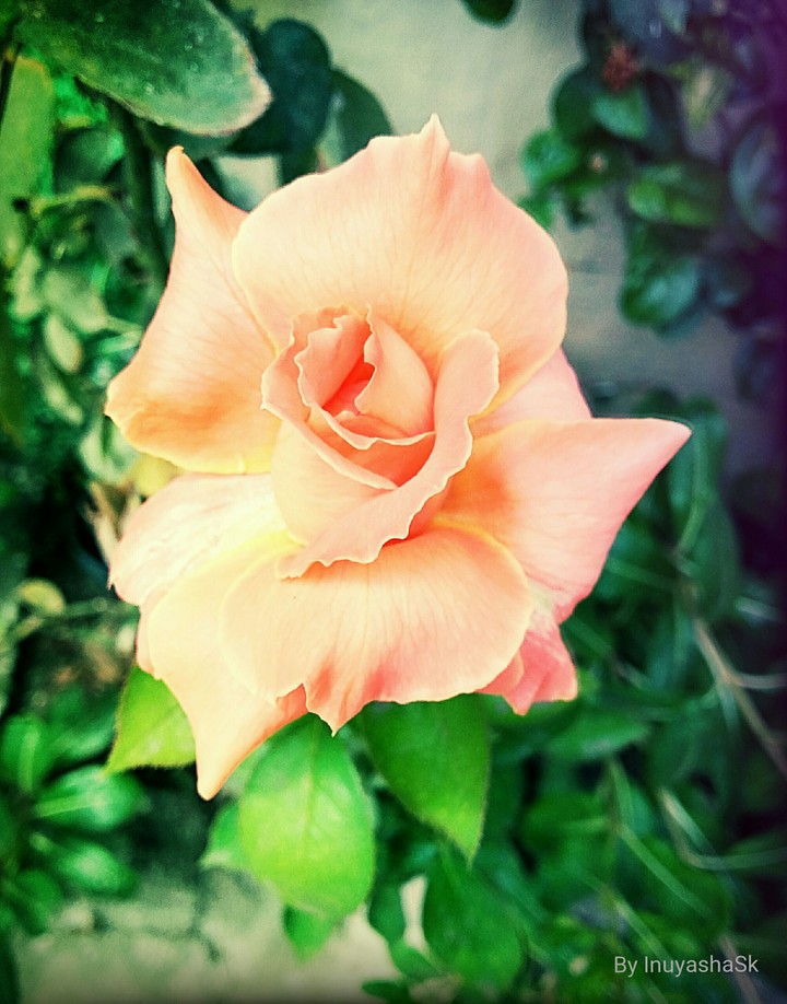 rose