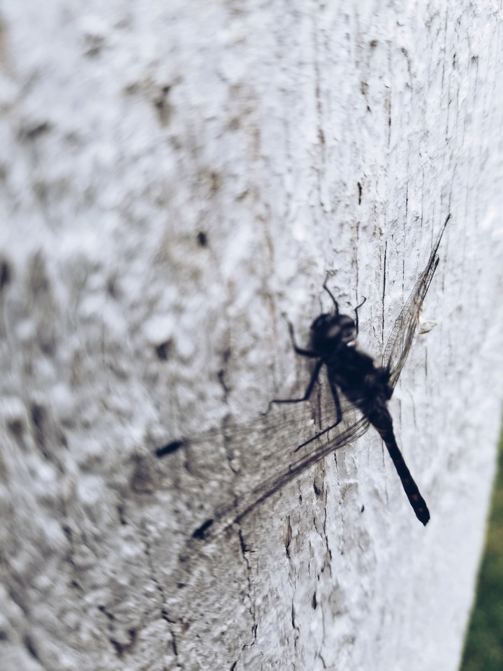 dragonfly
