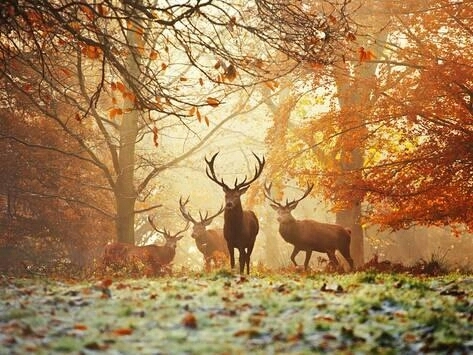 deers