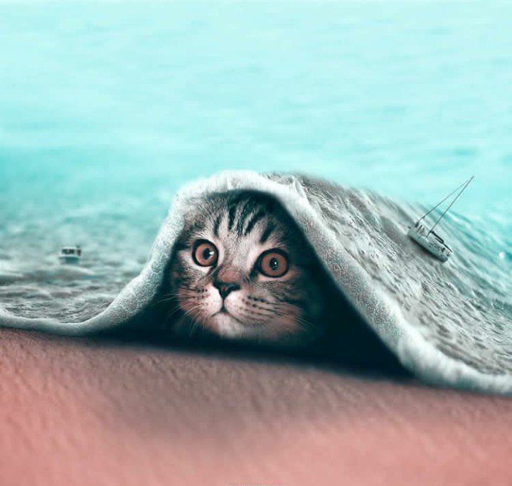 fantasy pics of animals ❤