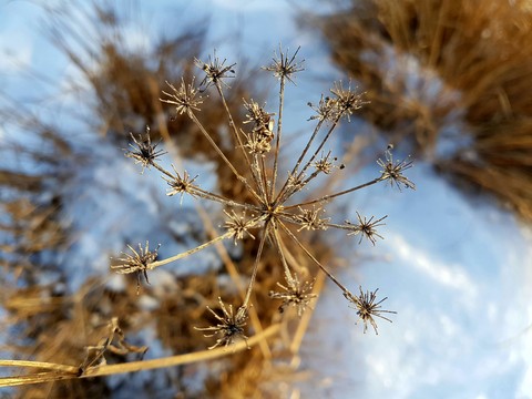 tree, branch壁紙