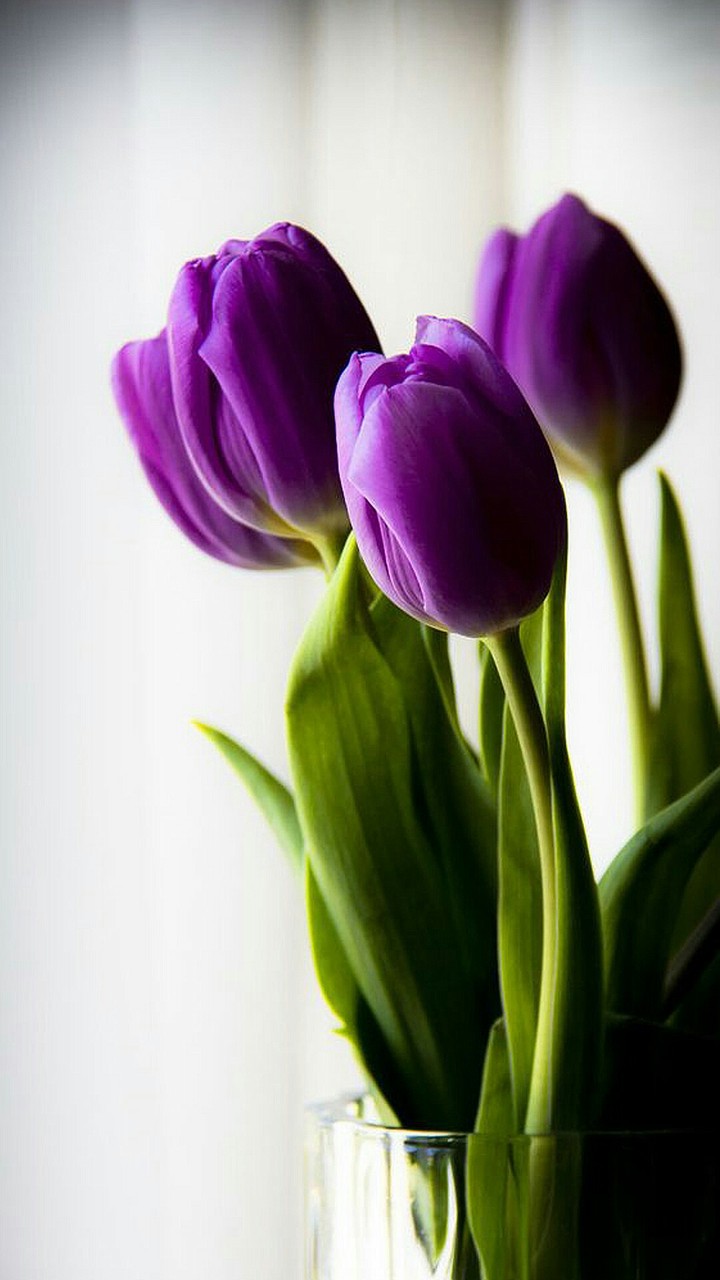 purple tulips