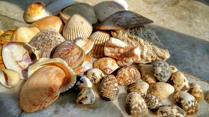 Sea Shells