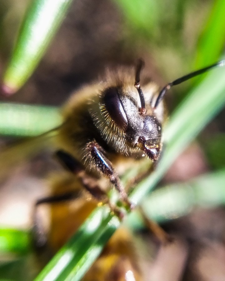 bee