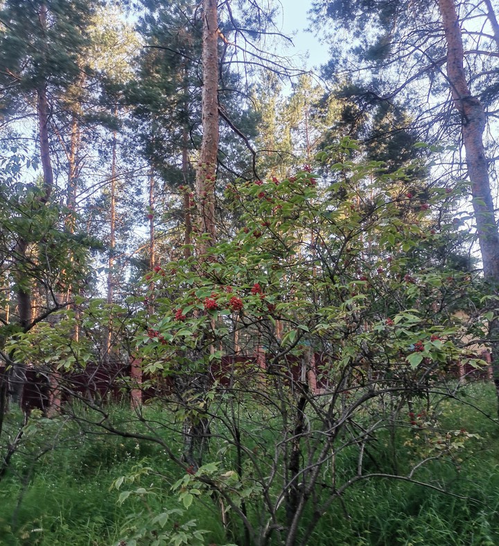 Forest