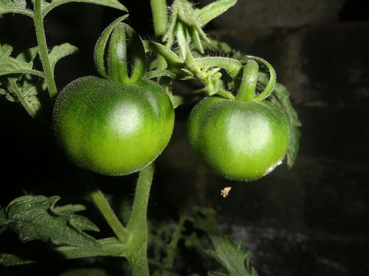 my garden fresh tomatoes