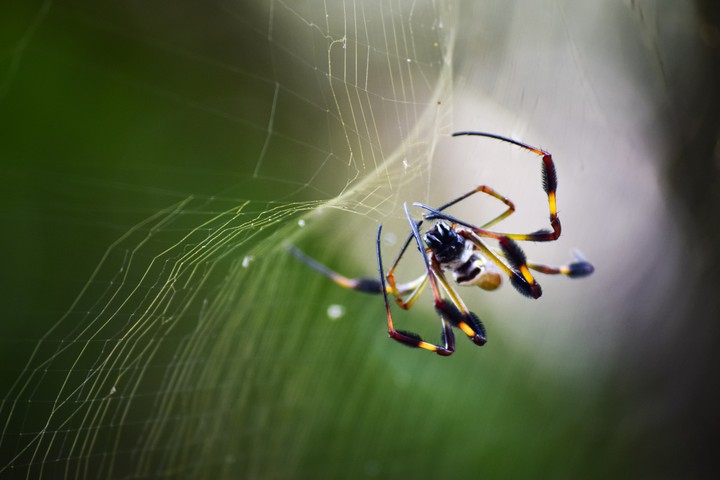spider