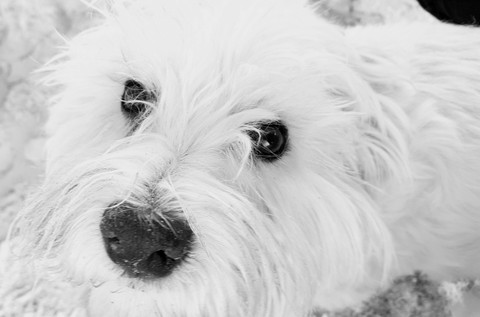 dog