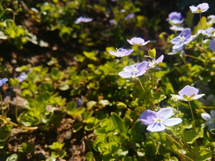 Summer violets