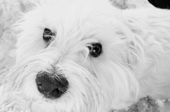 dog