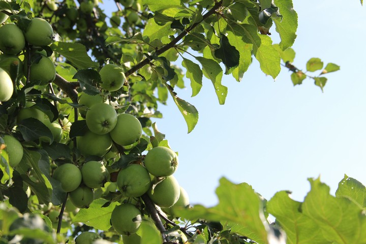 apple