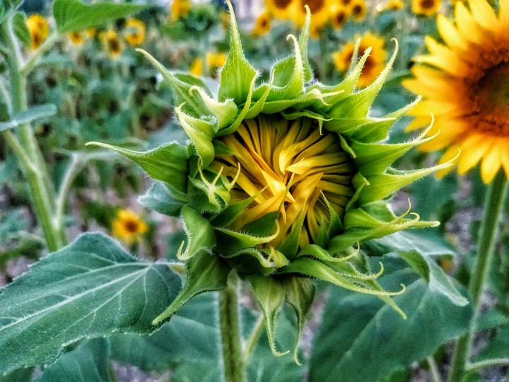 Girasoli