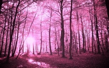 Wald