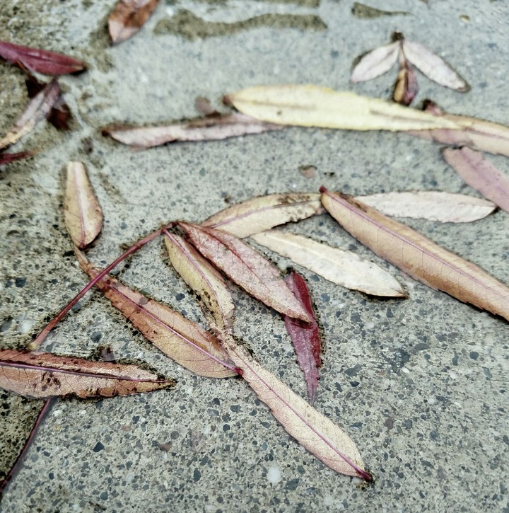 The fallen