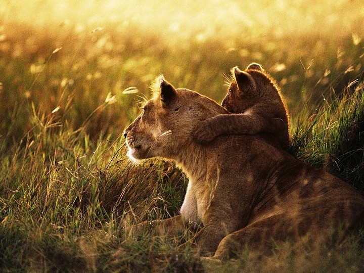 lions