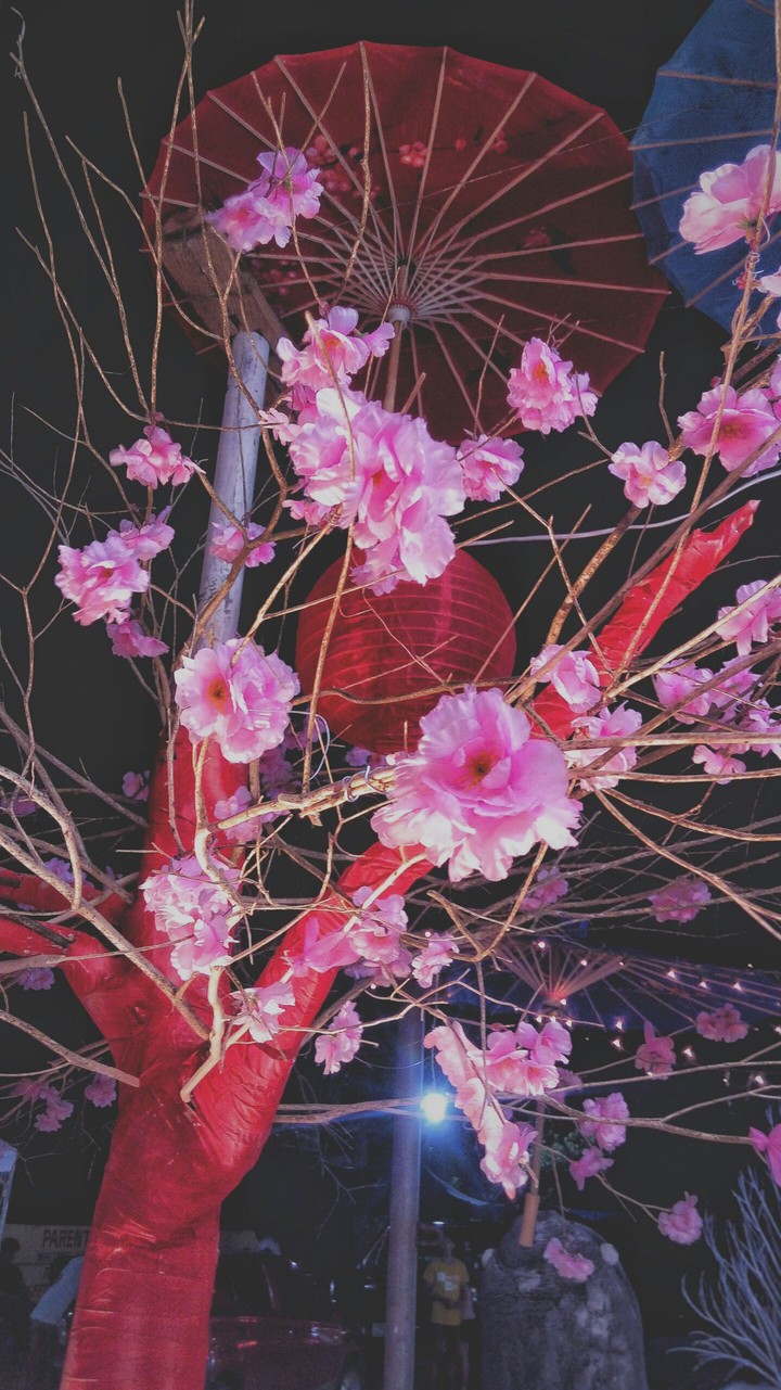 cherry blossoms