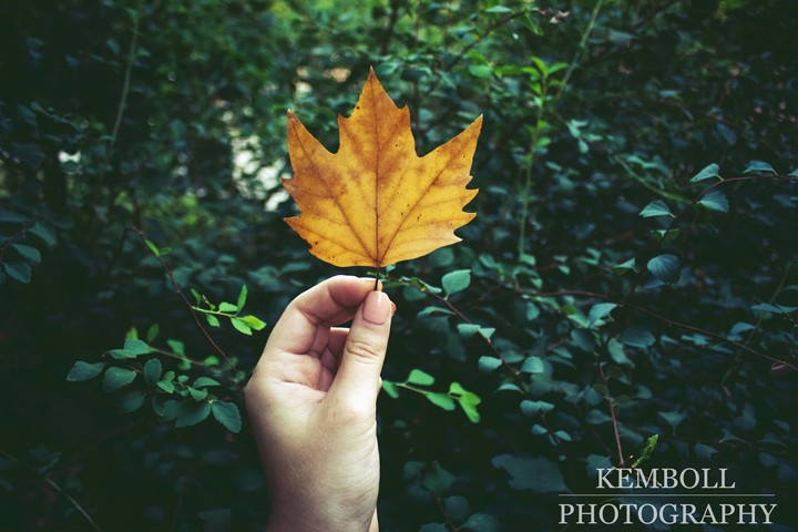 Gold autumn