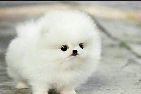 Cute Dog ..