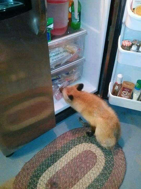 fox