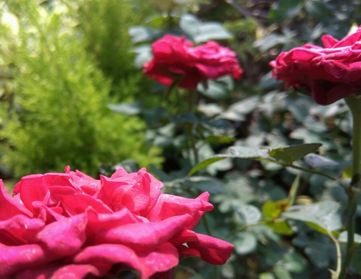 rose