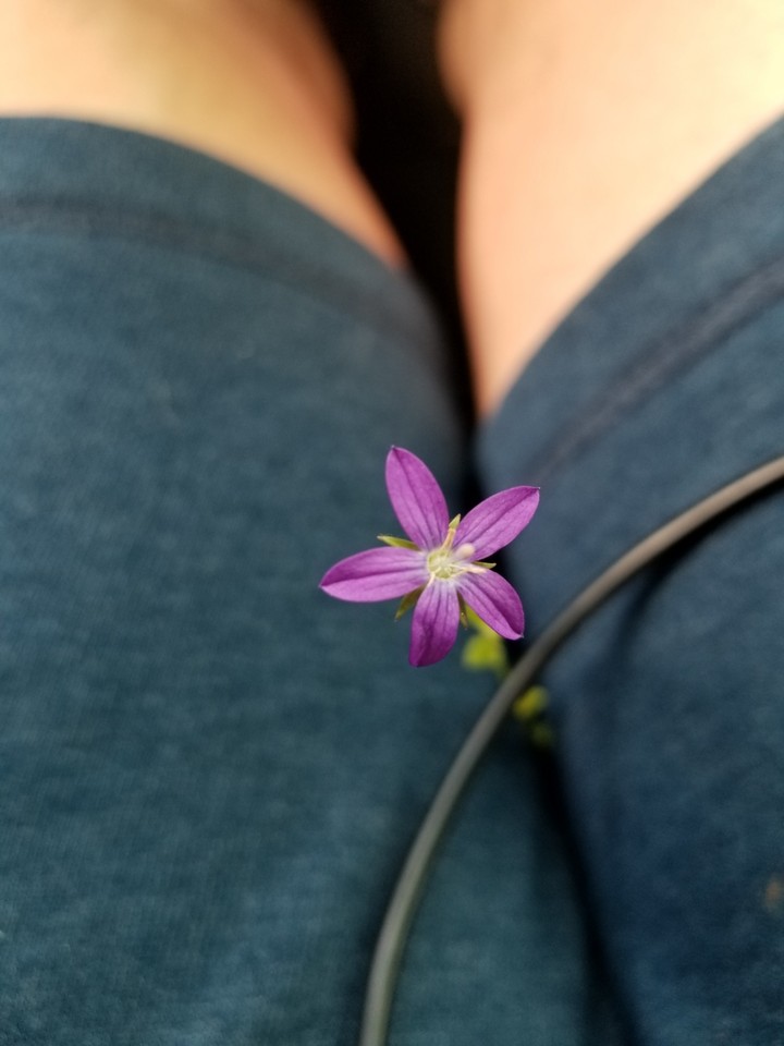 Little Flower