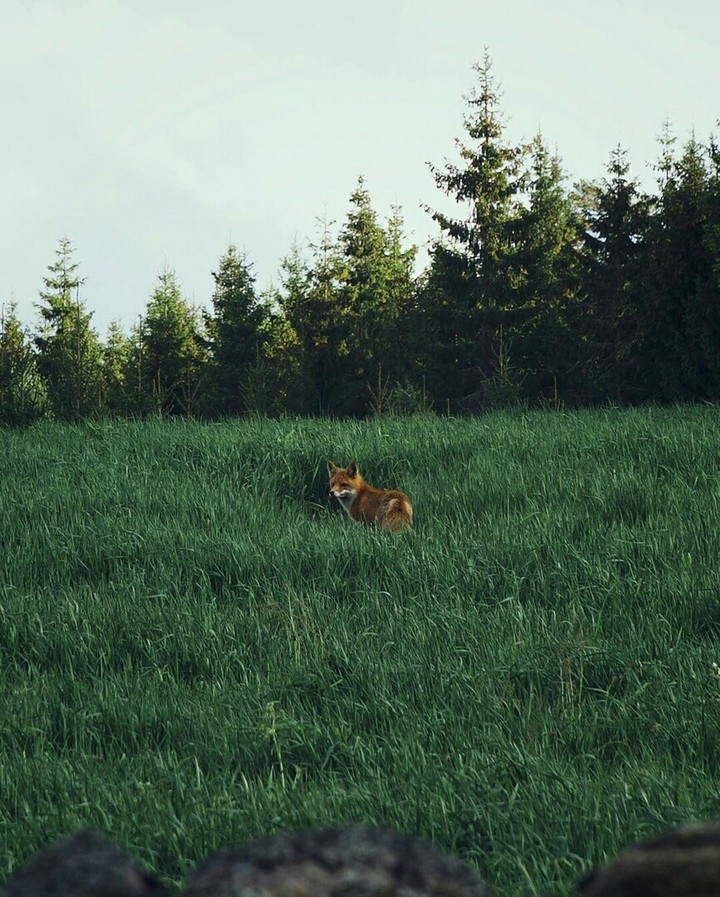 fox