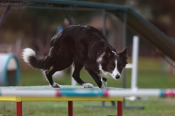 The Border Collie Because There Is No Better Dog