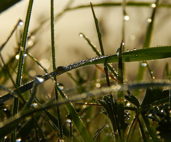 dew