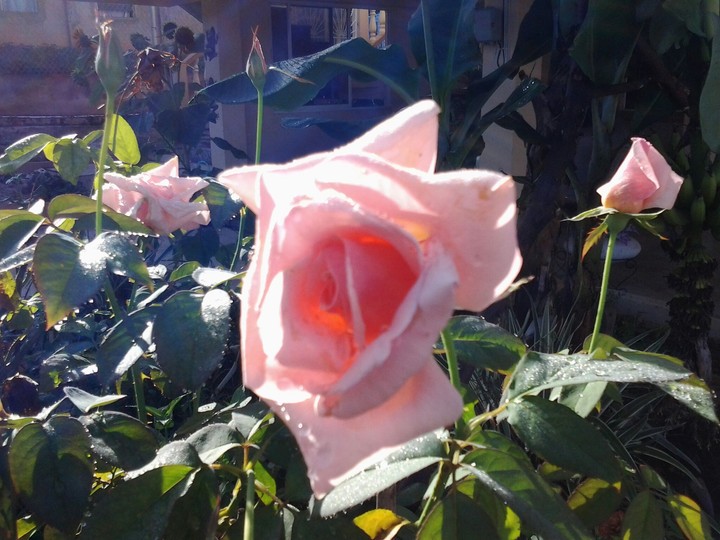 rose