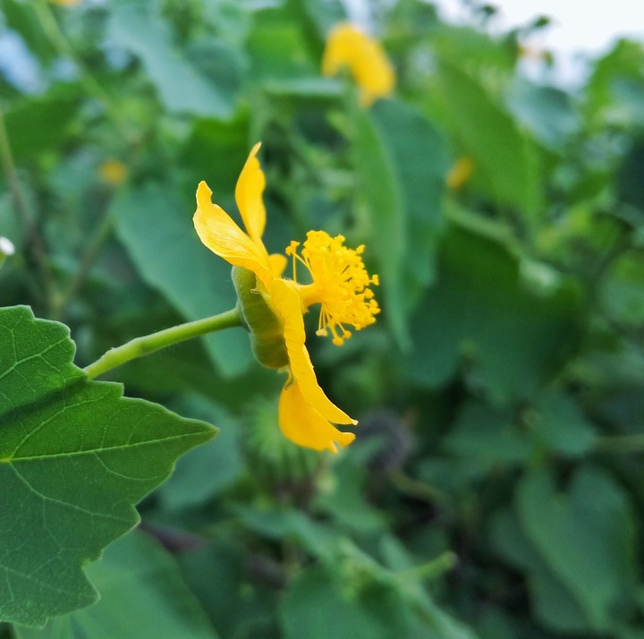 flower