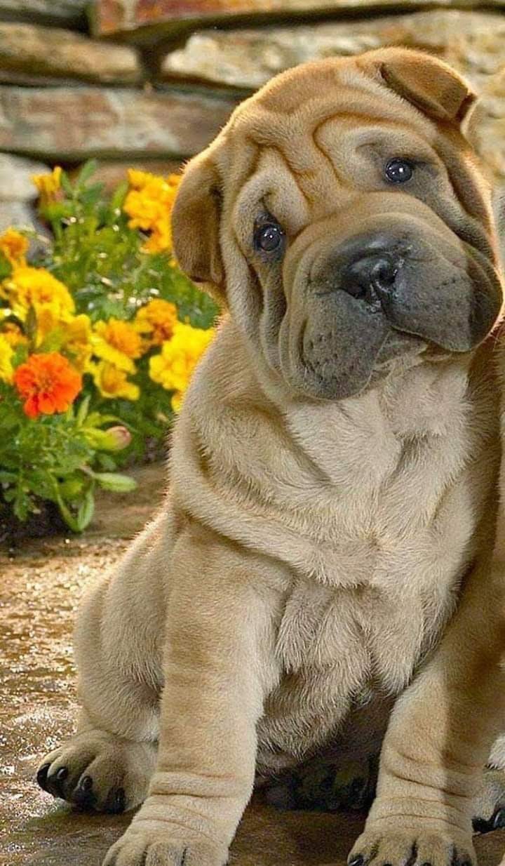 Jr