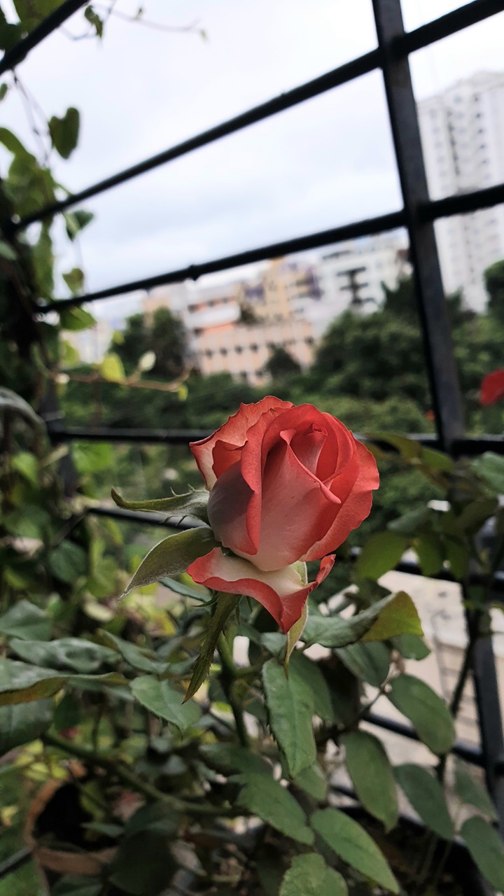 Sweet rose