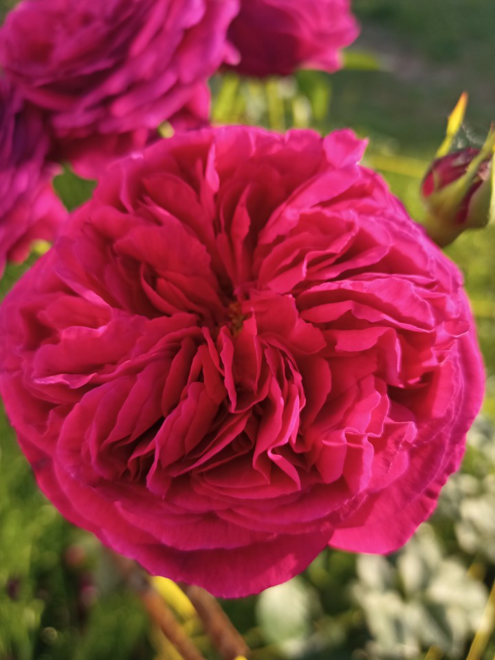 Rose