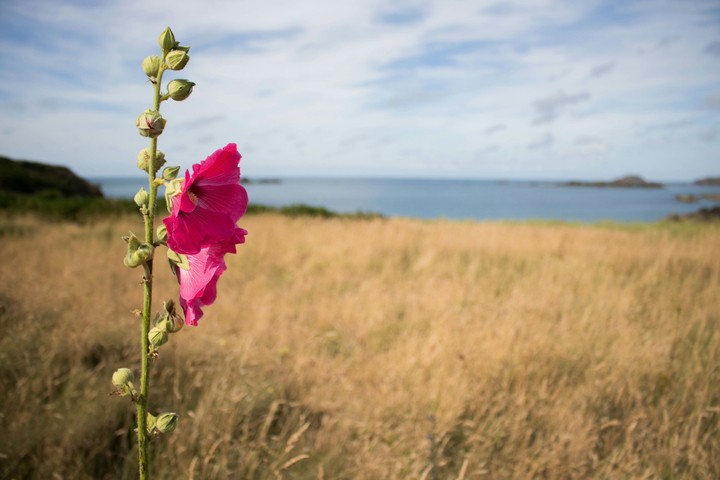 A flower and the ocean...