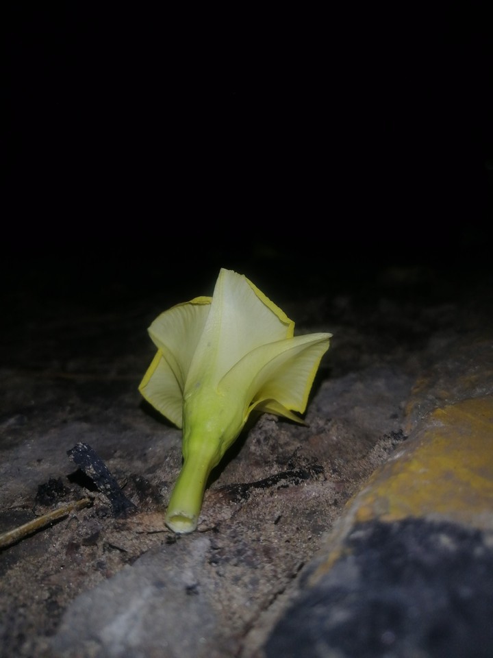 flowers night vision