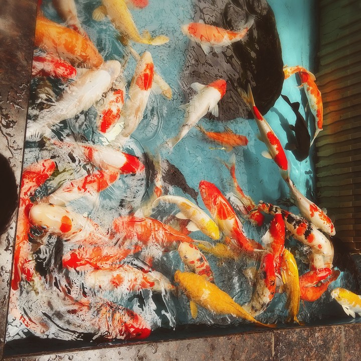 Japanese Carp