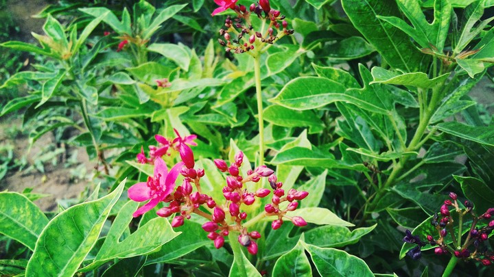 flowers