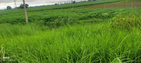 green grass