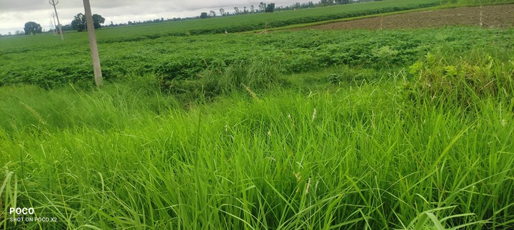green grass