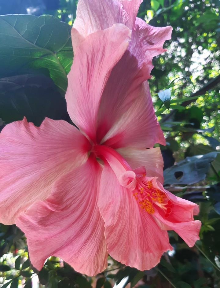 Tulipan