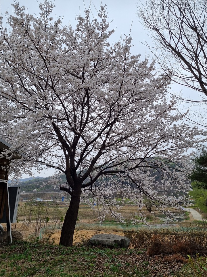 봄의소리
