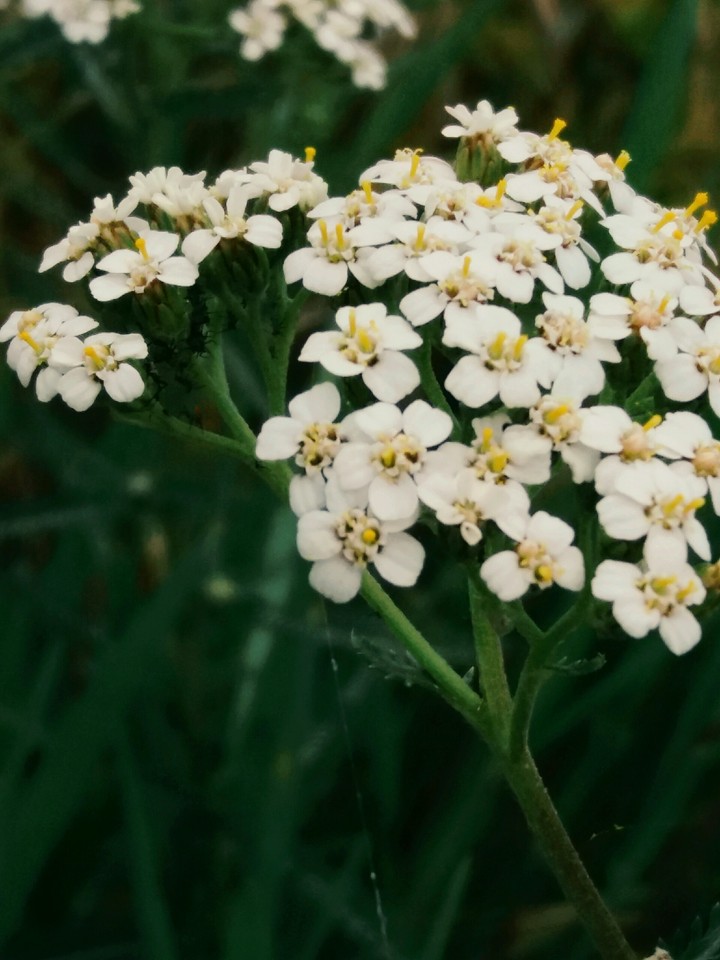 flowers/flores