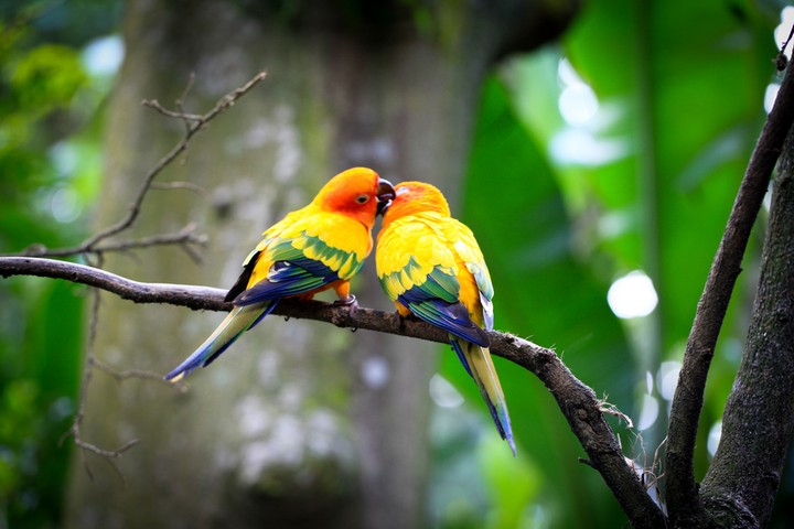 birds lov