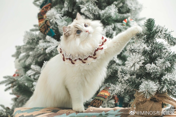 mèo