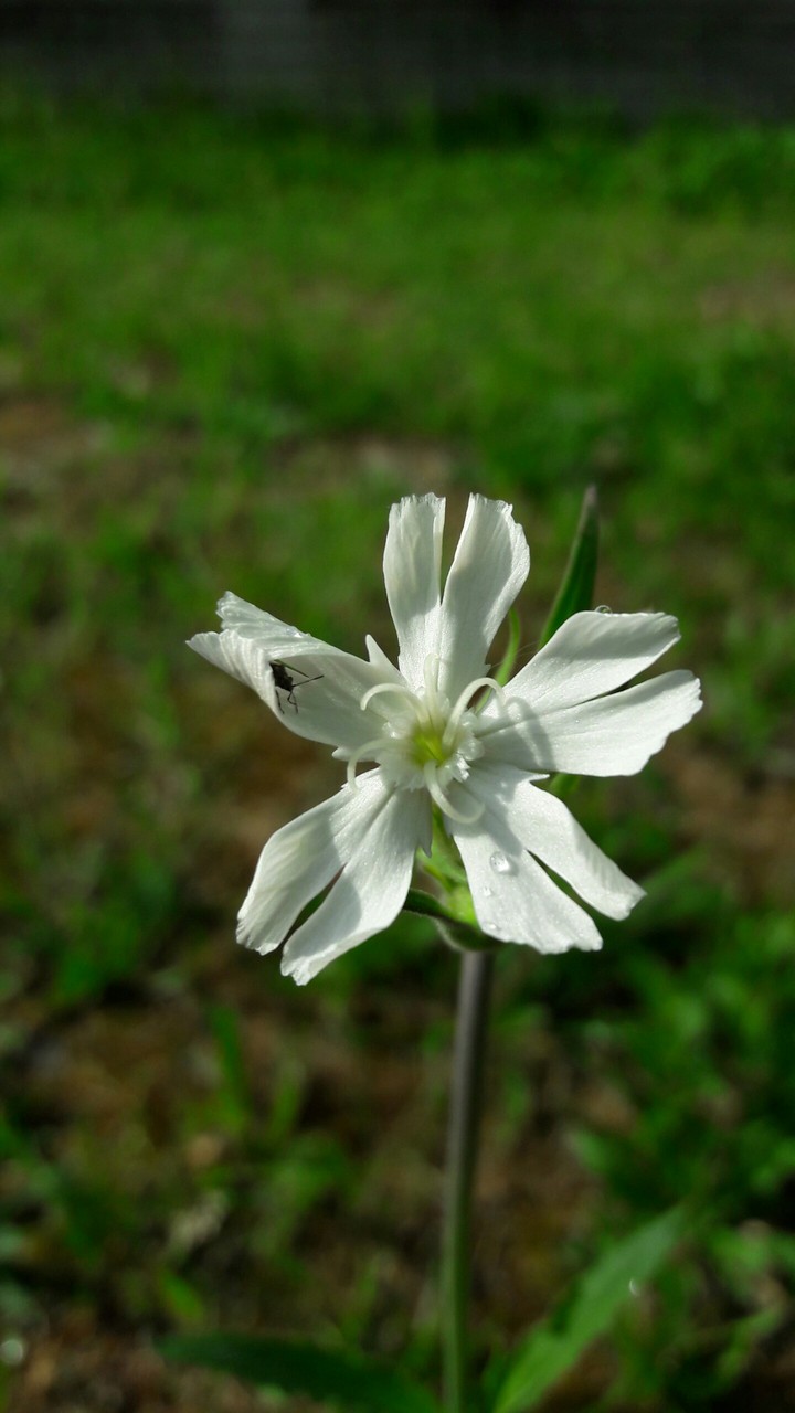 Wildflowers